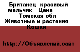Британец ,красивый мальчик › Цена ­ 700 - Томская обл. Животные и растения » Кошки   